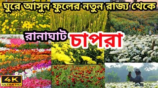 Ranaghat Chapra Flower Valley|Chapra Flower Garden|Ranaghat Flower Market|Khirai Flower Garden 2025