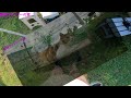 ウサギとネコの外遊び動画【動物ファミリーの家】