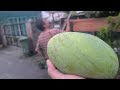 Ngambi Buah Asam Mangga Depan Rumah Tuan Joni//Semak 30Kg Di Behik Ia//Tq Memat Tuan Joni