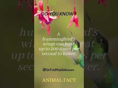 What is it called when a bird flaps its wings?