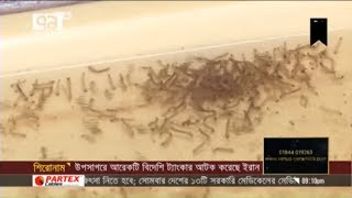 বন্ধ্যা করা হবে পুরুষ এডিস মশাকে | রাকিব হাসান | News | Ekattor TV