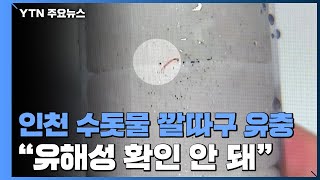 인천 수돗물에서 '깔따구류' 유충...3만 6천여 세대 비상 / YTN