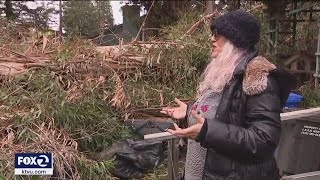 7 eucalyptus trees topple in Concord woman's yard