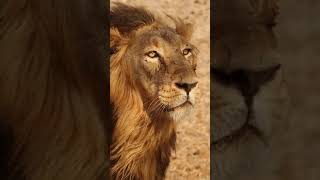 #LION 🤎 |#lionshorts | #shortslion| #kingshorts💕😍| Mashup Begins💘