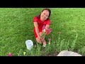 how to plant beautiful snapdragon flowers 推荐种花期很长的龙口花