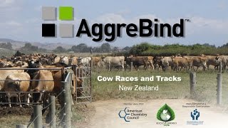 AggreBind Soil Stabilizer and Dust Control - Cow Race in New Zealand