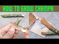 How to grow champa from cutting | Michelia from cutting at home | plants documentary