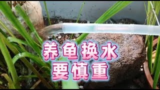 養龜過程中翻缸和大換水要小心，輕則烏龜腐皮腐甲，重則應激暴斃