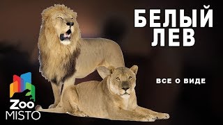 Белый лев - Все о виде хищных млекопитающих | Вид хищных млекопитающих белый лев