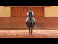 hospedeiro interagro 2011 bay gelding