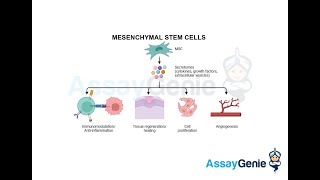 Mesenchymal Stem Cells_ Navigating the Frontiers of Regenerative Medicine