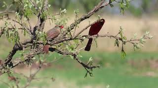 Northern Cardinals Courting