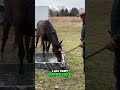 easy trick for boosting your horse s confidence with obstacles