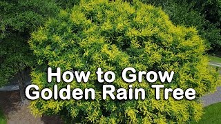 How to grow Golden Rain Tree (Beautiful Yellow Flowering Small Shade Tree)