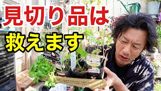 【ハンター試験】冬場の見切り品にはご注意下さい　【園芸超人カーメン君】