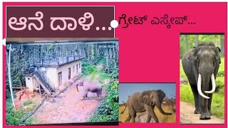 ಆನೆ ದಾಳಿಯಿಂದ ರೋಚಕ ಎಸ್ಕೇಪ್... 🐘🐘