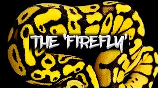 The 'Firefly' Ball Python