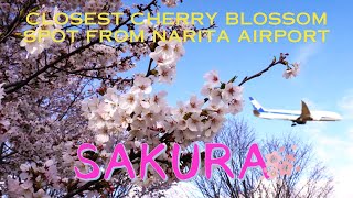 桜🌸満開🇯🇵Closest  cherry blossom spot from NARITA AIRPORT 成田さくらの山2024 Cherry blossoms in full bloom