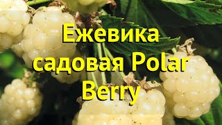 Ежевика садовая Полар Берри. Краткий обзор, описание характеристик rubus caesius Polar Berry