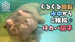 【旭子と仔カバ凪子】水中からグルグル回転ご挨拶！仔カバ凪子[Asahiyama Zoo] Baby hippo Nagiko turning round and round, peekaboo!