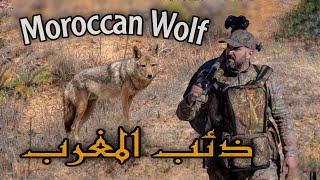 African Golden Wolf in Morocco