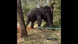 pt7 elephant