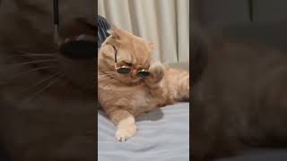 My Cat Video Clip #Funny Cats #Laughter  #Funny Videos #Shorts