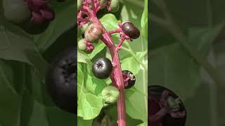 Pokeweed: One of Appalachia’s Most Poisonous Plants