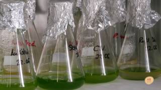 15 Filtering Microalgae