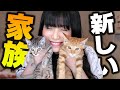 【ご報告】家族が増えました！猫飼います💕【＋HBADA E3レビュー】