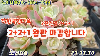 노아다육1탄/착한국민이/초특가세일/푸짐하게 챙겨가세요/ 2+2+1해드립니다/택배010 9884 1044(Korean succulent plants)