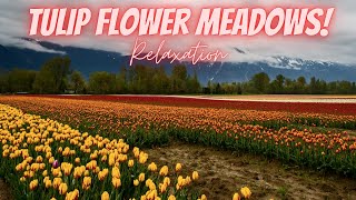Tulip Flower Meadows | Healing Music | Deep Relaxation ★30
