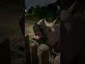 meeting a rare indian rhino goes...