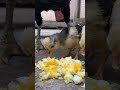 chicks attack on boiled egg