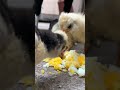 chicks attack on boiled egg