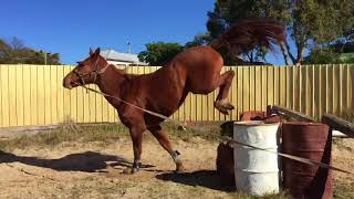 Red - Sire - Chacco Blue