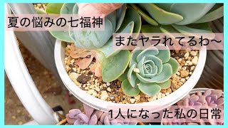 [多肉植物]ほんまに悩むわ七福神…またヤラれた七福神…夏の悩みの七福神^_^1人になった私の戯言