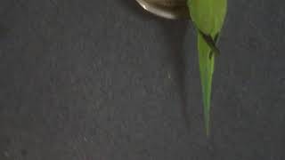 Ringneck parrot fight