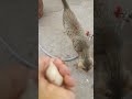 ବିଲେଇ କୁ ଆଜି ମାଛ ମିଳିନି 🤣 cat catvideo catlover catshorts funny animals petlover cute