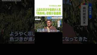 上品な甘さや食感が人気　縦長の独特な形『西条柿』の収穫が最盛期　兵庫・丹波市（2024年11月5日）#shorts