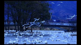 白鳥の湖・瓢湖の夜明け