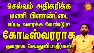 செல்வம் அதிகரிக்க மணிபிளான்ட்டை எப்படி வளர்க்க வேண்டும்? கோடீஸ்வரராக தவறாக செய்து விடாதீர்கள்!