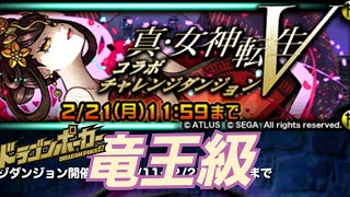 【ドラポ】『真・女神転生V』竜王級 新コラボチャレダン【ドラゴンポーカー】