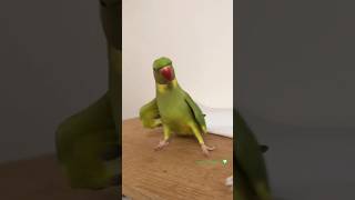 Parrot Dancing 😘 #shorts #parrot #short