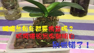 蝴蝶兰每年都要换盆吗？听阿涛说完你就明白，别再做错了！