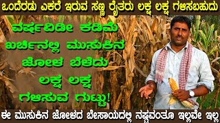 ವರ್ಷವಿಡೀ ಕಡಿಮೆ ಖರ್ಚಿನಲ್ಲಿ ಮುಸುಕಿನ ಜೋಳ ಬೆಳೆದು ಲಕ್ಷಲಕ್ಷ ಗಳಿಸುವ ಗುಟ್ಟು! The secret of growing corn