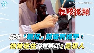 【奴才「這招」幫貓剪指甲！ 牠被定住快速完成：是狠人】｜TikTok / vvn_room / 1215baby