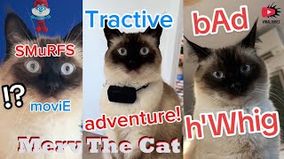 *1 Hour* New Talking Cat TikTok Videos | Merv The Cat Compilation 2025 ( Funny Cats Video)