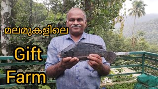 മലമുകളിലെ ഗിഫ്റ്റ് ഫാം.Gift Thilapiya fish Farm on the Hill. ph.9562208770.9447086191(whatsap