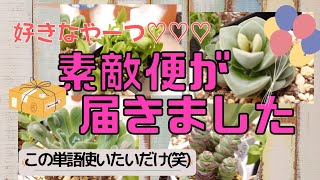 ⟬ 多肉⟭𝐍𝐢𝐜𝐞素敵便✨‼️どんな畑にしようかなー？？悩む❤⟬ 植物⟭